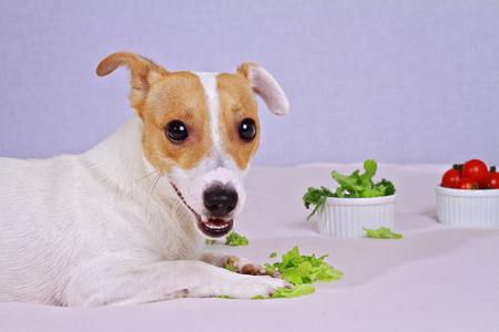 杰克罗素梗犬吃沙拉，素食主义者。素食主义者，素食狗
