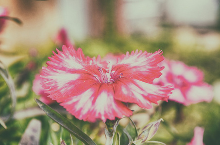 花园的美丽的粉红颜色花的特写