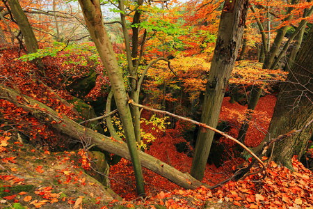 秋天风景与砂岩岩石捷克波希米亚天堂，