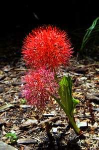 Scadoxus 野蔷薇的血百合花卉