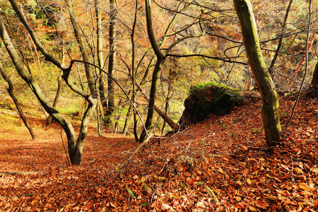 多彩的秋天森林捷克波希米亚天堂，
