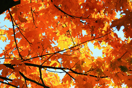 炫彩秋季景观在波西米亚，捷克共和国