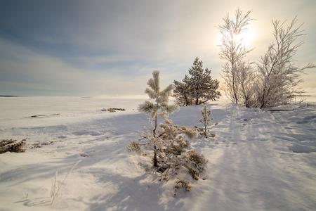 冻的雪海岸的冬天海巴伦支海树