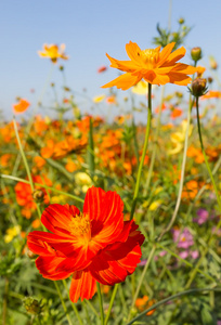 特写橙色波斯菊花海或硫宇宙图片