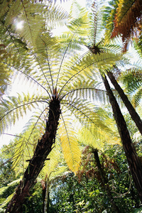 新西兰树蕨