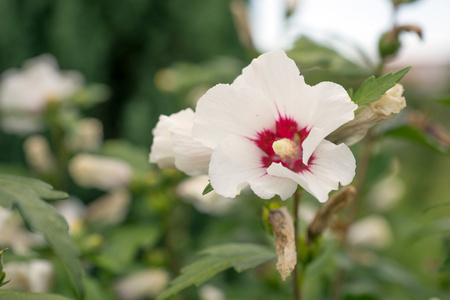 美丽的白色芙蓉花