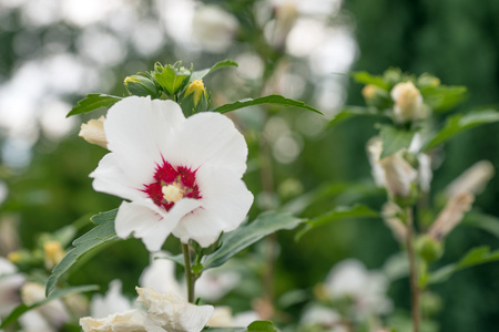 美丽的白色芙蓉花