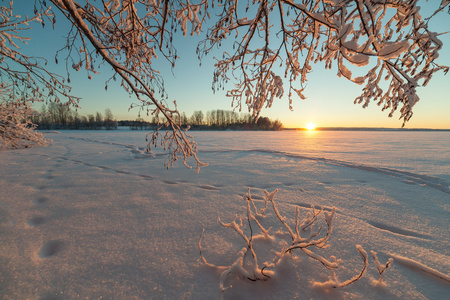 冰封的冬湖岸边的树木