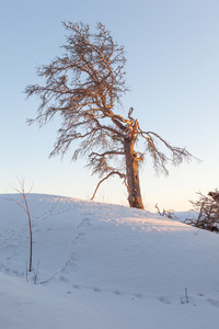 松树在冬季湖的石质雪岸。一个自然的冬季背水一战