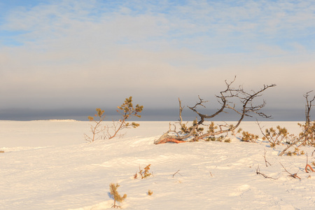 干涸的松雪海岸的冬天海巴伦支海