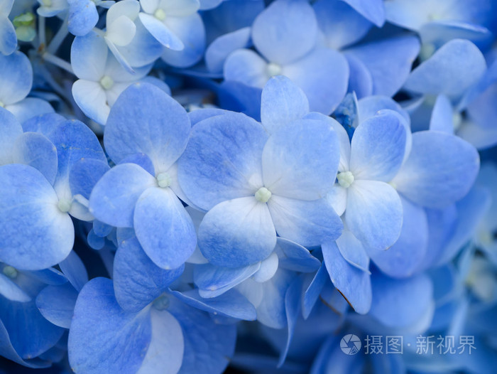 蓝色绣球花