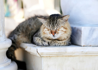 只漂亮的猫，坐在地上