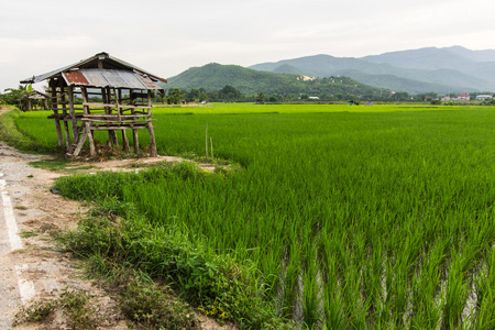 旧平房在稻田与泰国庙山