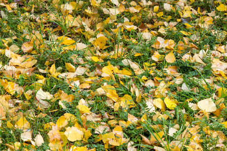 质地的秋叶。秋叶的抽象背景..秋天的背景。五彩缤纷的秋叶..