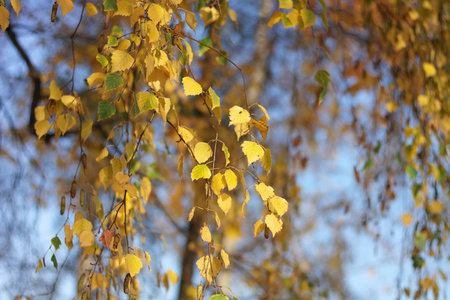 桦树在秋季的一天