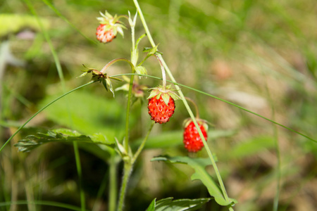 野草莓