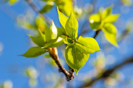 一棵树的树枝上的嫩叶在春天绽放照片