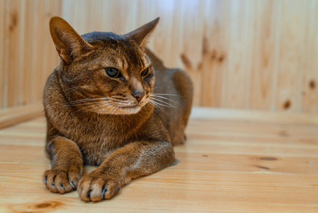 阿比西尼亚猫