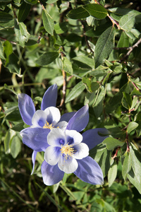 落矶山蓝色科伦花场