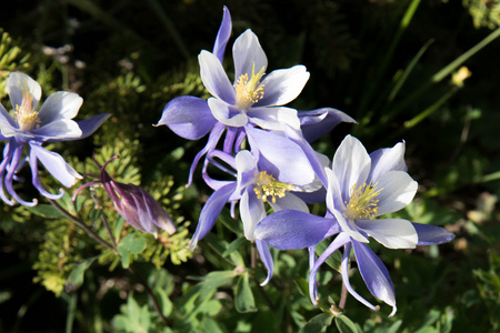 落矶山蓝色科伦花场