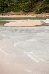 在沙洲上的海鸥