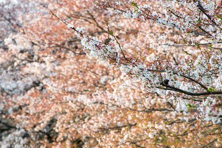 樱花 樱花 和日本的花园里的鸟