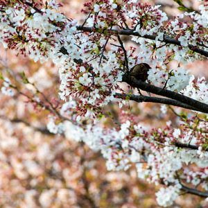 樱花 樱花 和日本的花园里的鸟