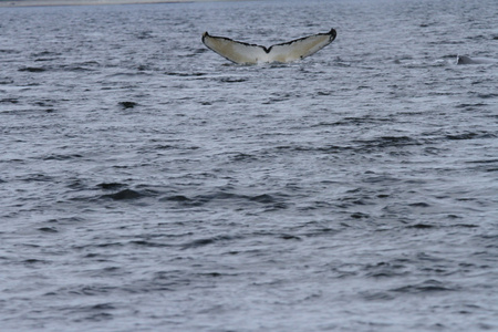 鲸鱼在里面段落，阿拉斯加