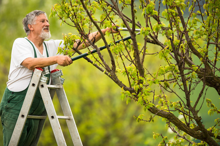 播种的时节花园里的高级园艺师(彩色调色图像)照片