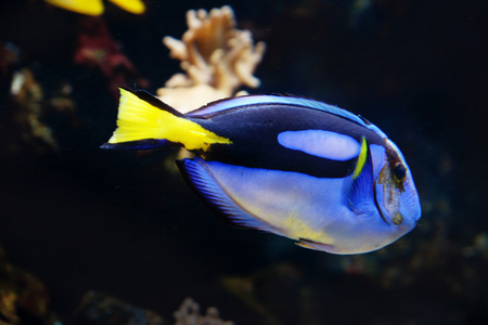 海底世界外来鱼类在水族馆