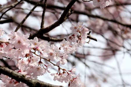 樱花花或樱桃