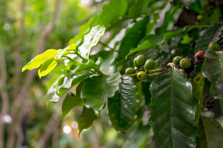 咖啡豆在树上
