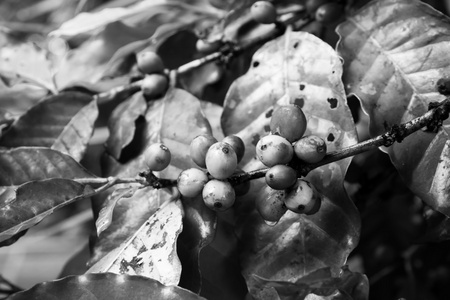 树上的黑白咖啡豆