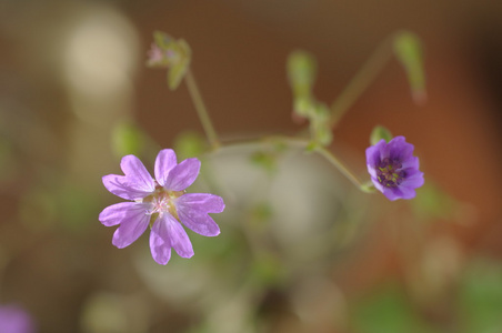 温柔的丁香花