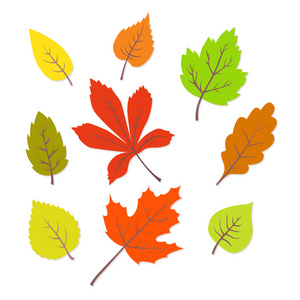 多彩的秋天的树叶集。矢量插图