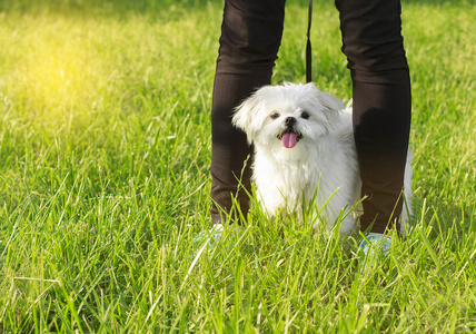 可爱的马尔济斯犬坐在草