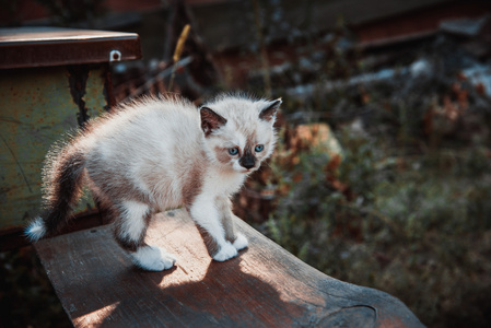 小猫简介