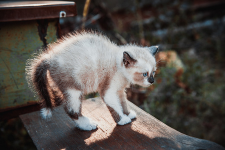 小猫简介图片