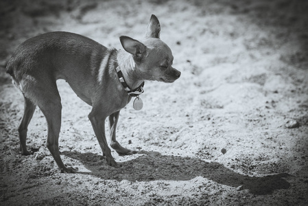 狗玩具泰瑞尔。黑白摄影