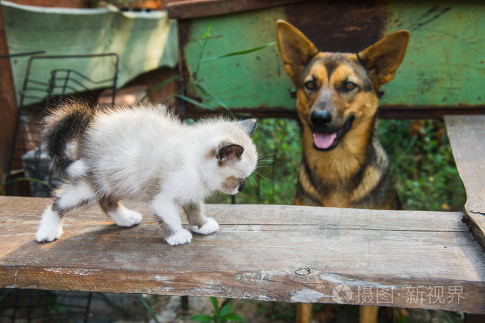 大狗和小猫
