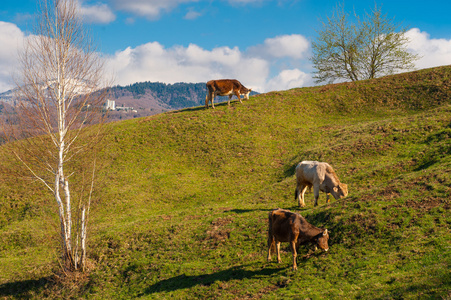 奶牛场在山上吃青草