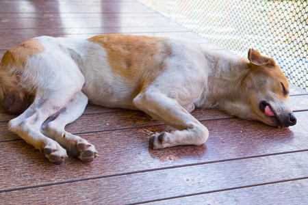 在公共场所睡觉的泰国狗图片