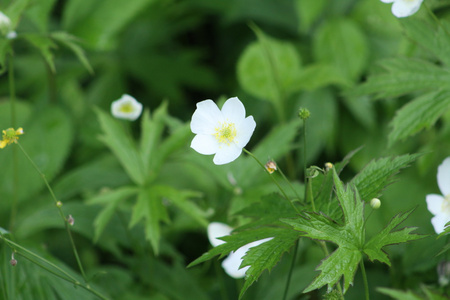 野生草莓植物