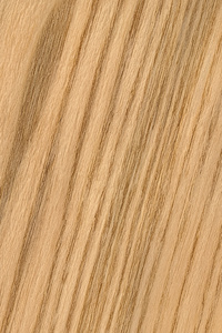 天然橡木木材单板 Grunge 纹理样本