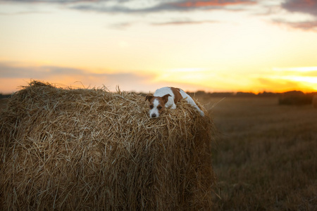 日落时在田野里的杰克罗素犬