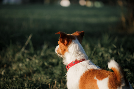 狗杰克罗素梗犬走上性质