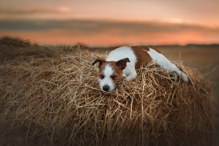 狗杰克罗素梗犬走上性质