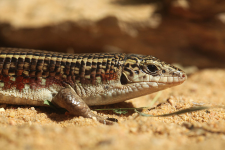 karstens zonosaurkarsteni zonosaur。