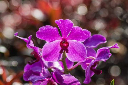 阳光下的紫兰花