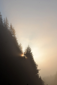 有雾的早晨夏天风景与枞树